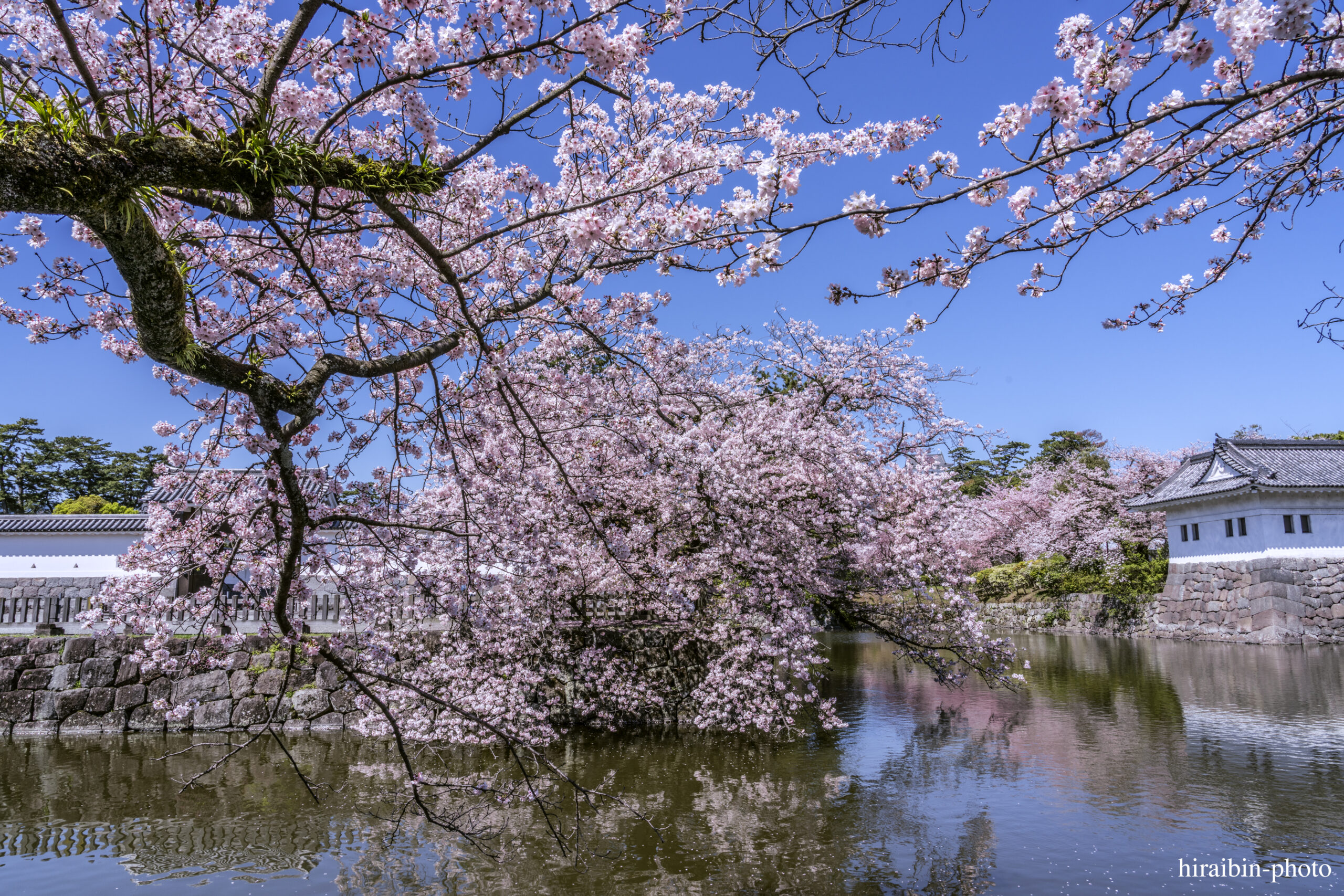 2024_小田原城の桜.04