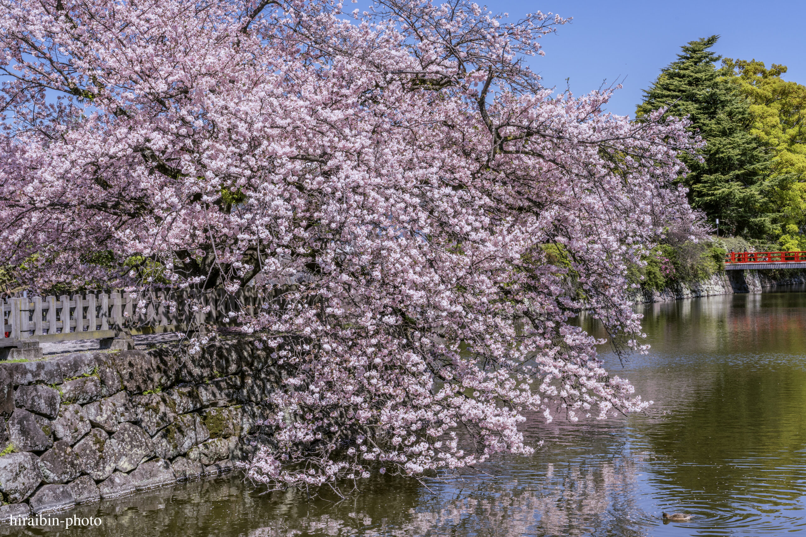 2024_小田原城の桜.05