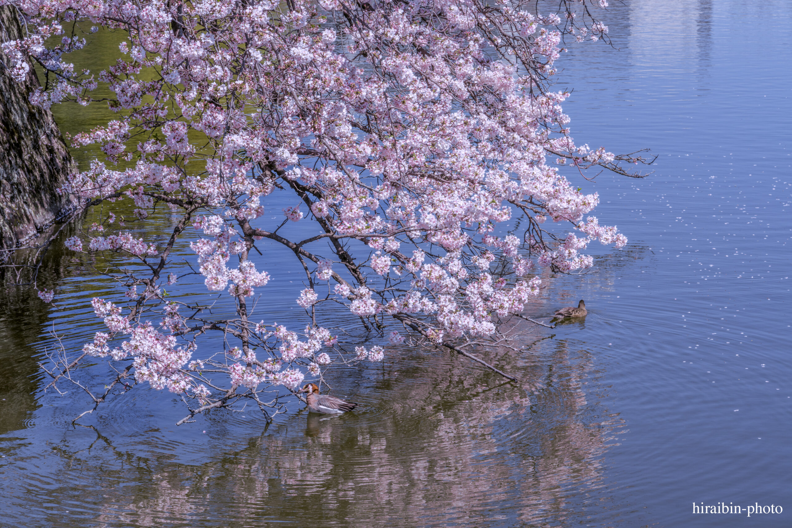 2024_小田原城の桜.06