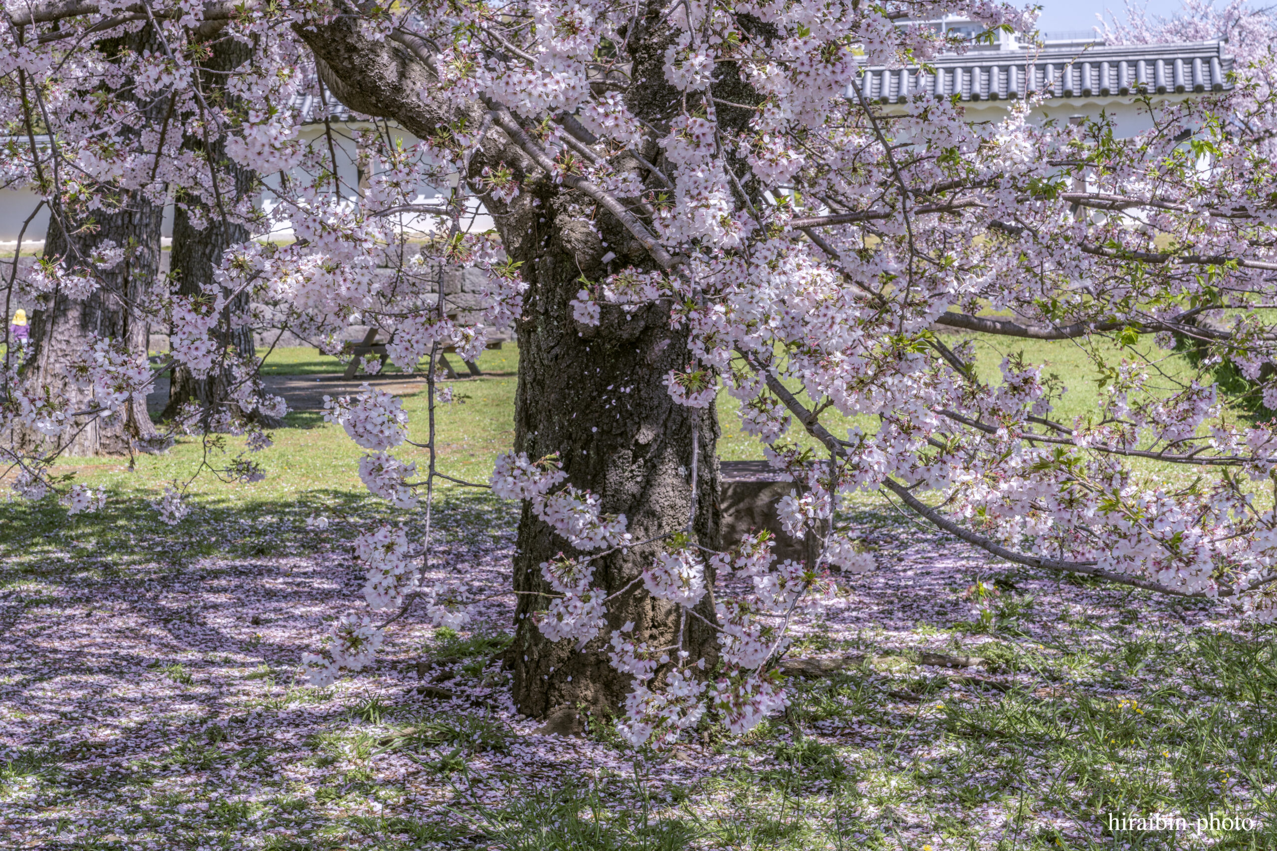 2024_小田原城の桜.08