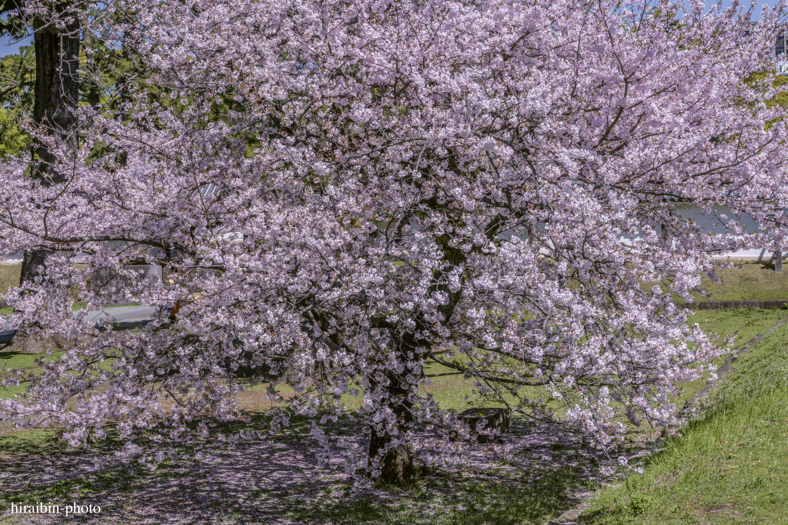 2024_小田原城の桜.09