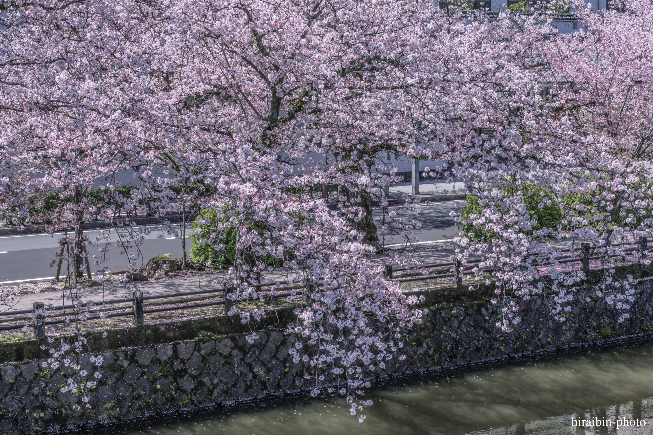 2024_小田原城の桜.10