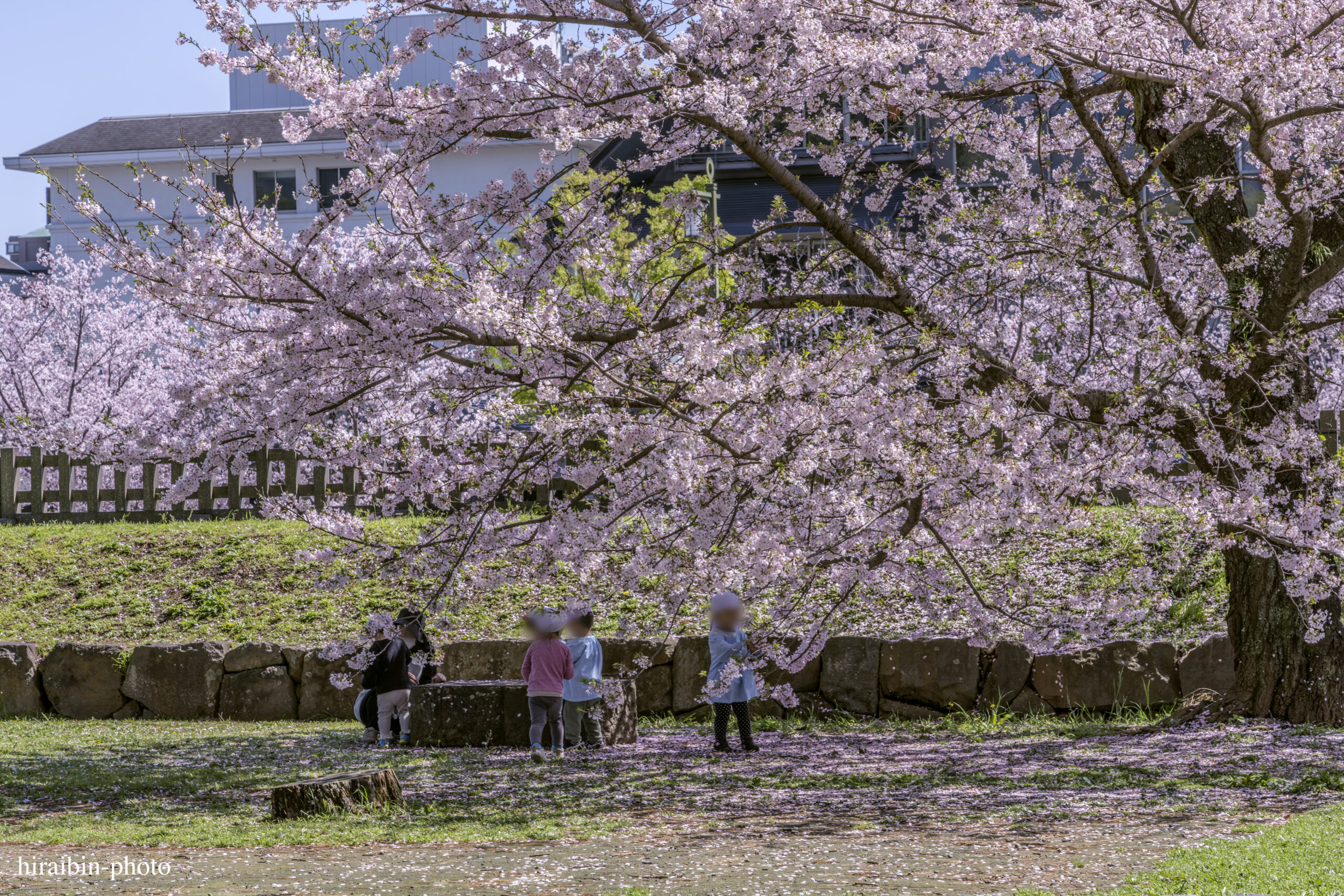 2024_小田原城の桜.11