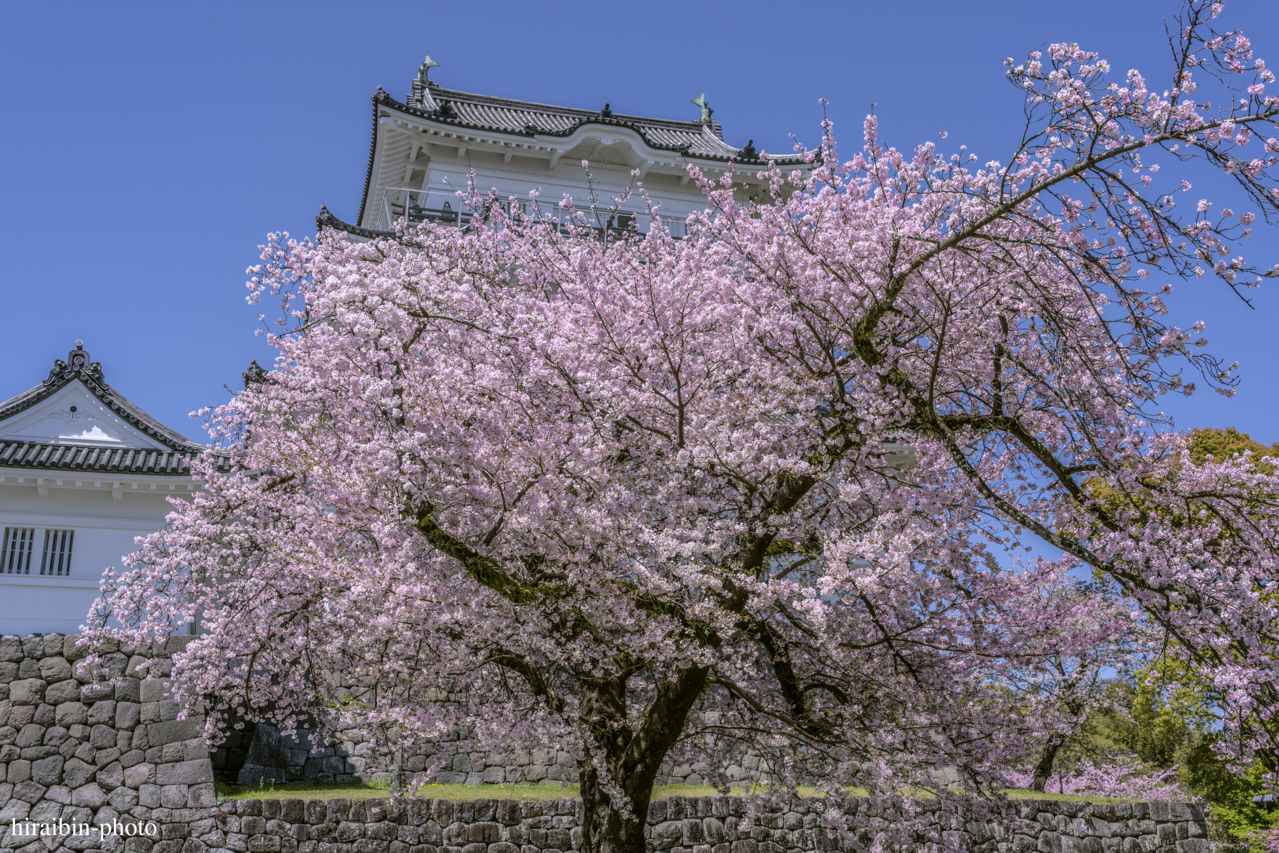 2024_小田原城の桜.12