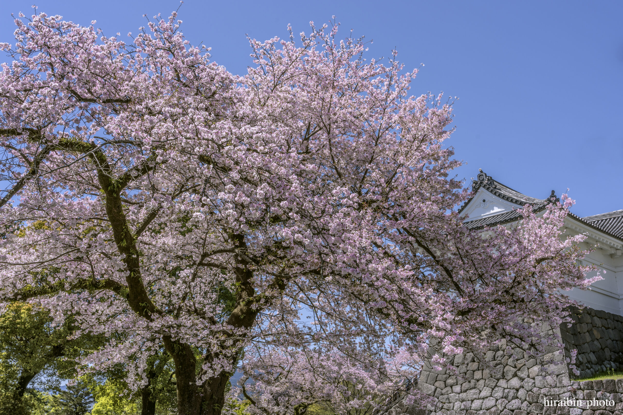 2024_小田原城の桜.13