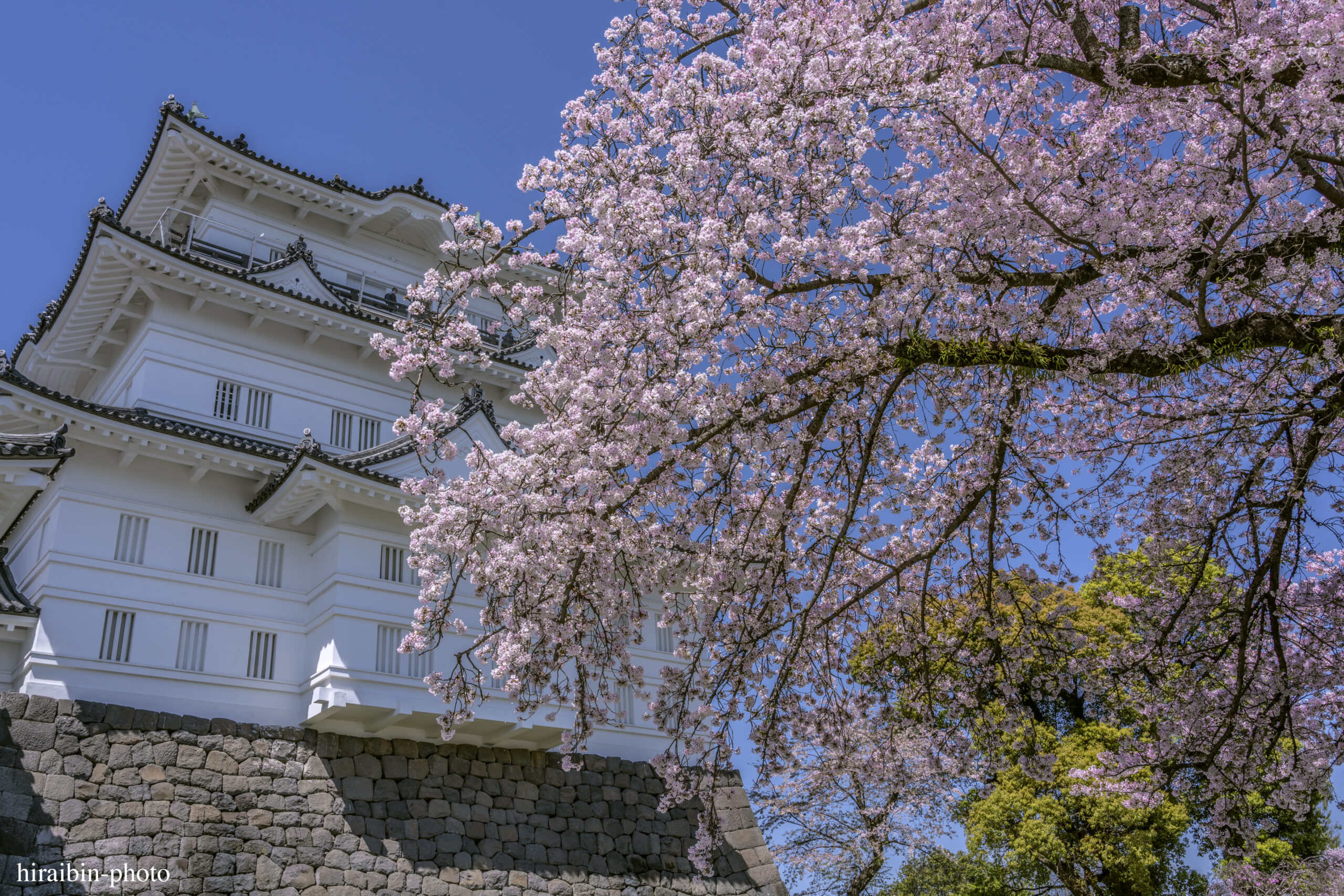 2024_小田原城の桜.14