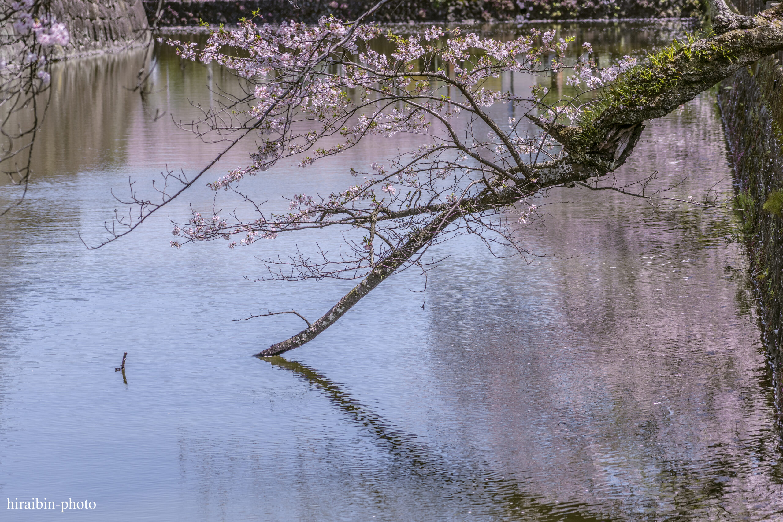 2024_小田原城の桜.15