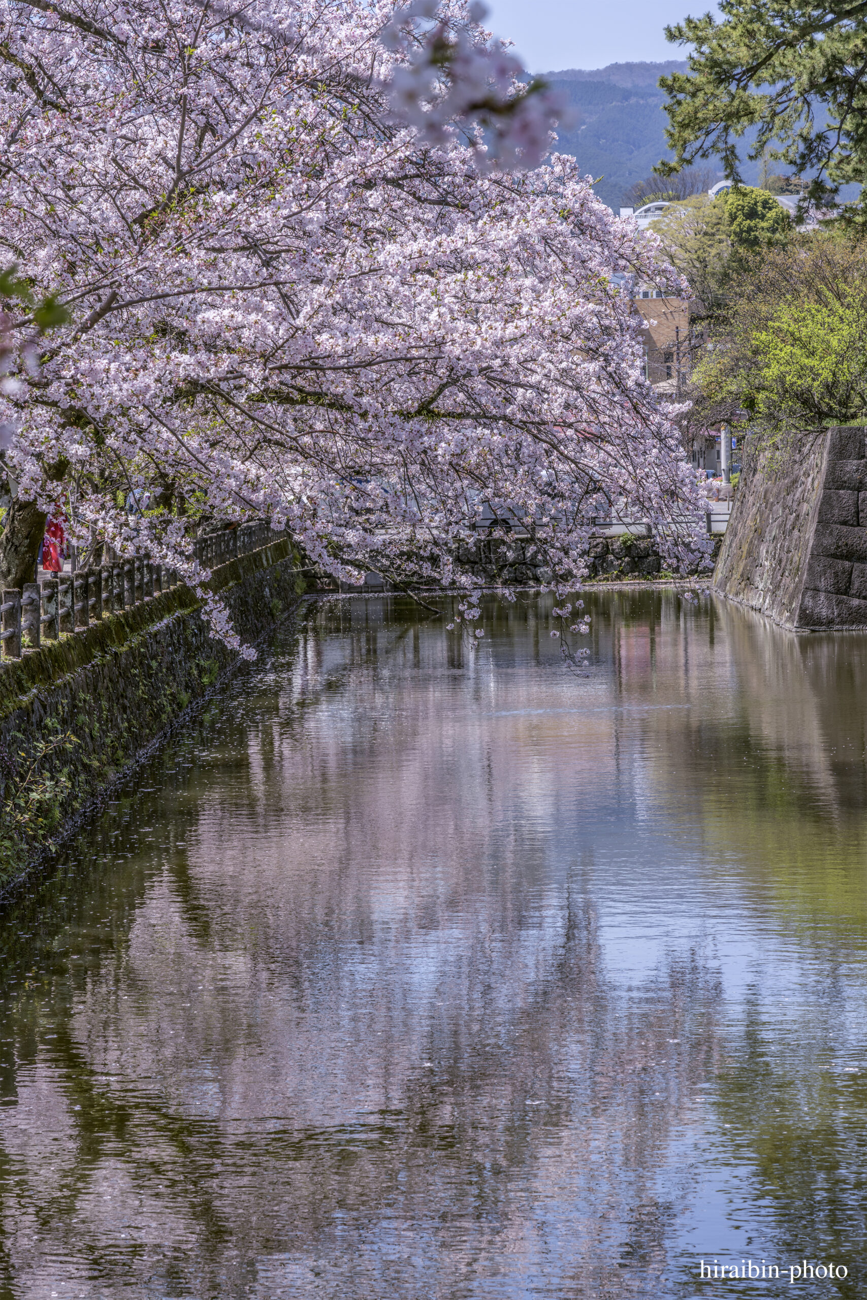 2024_小田原城の桜.16