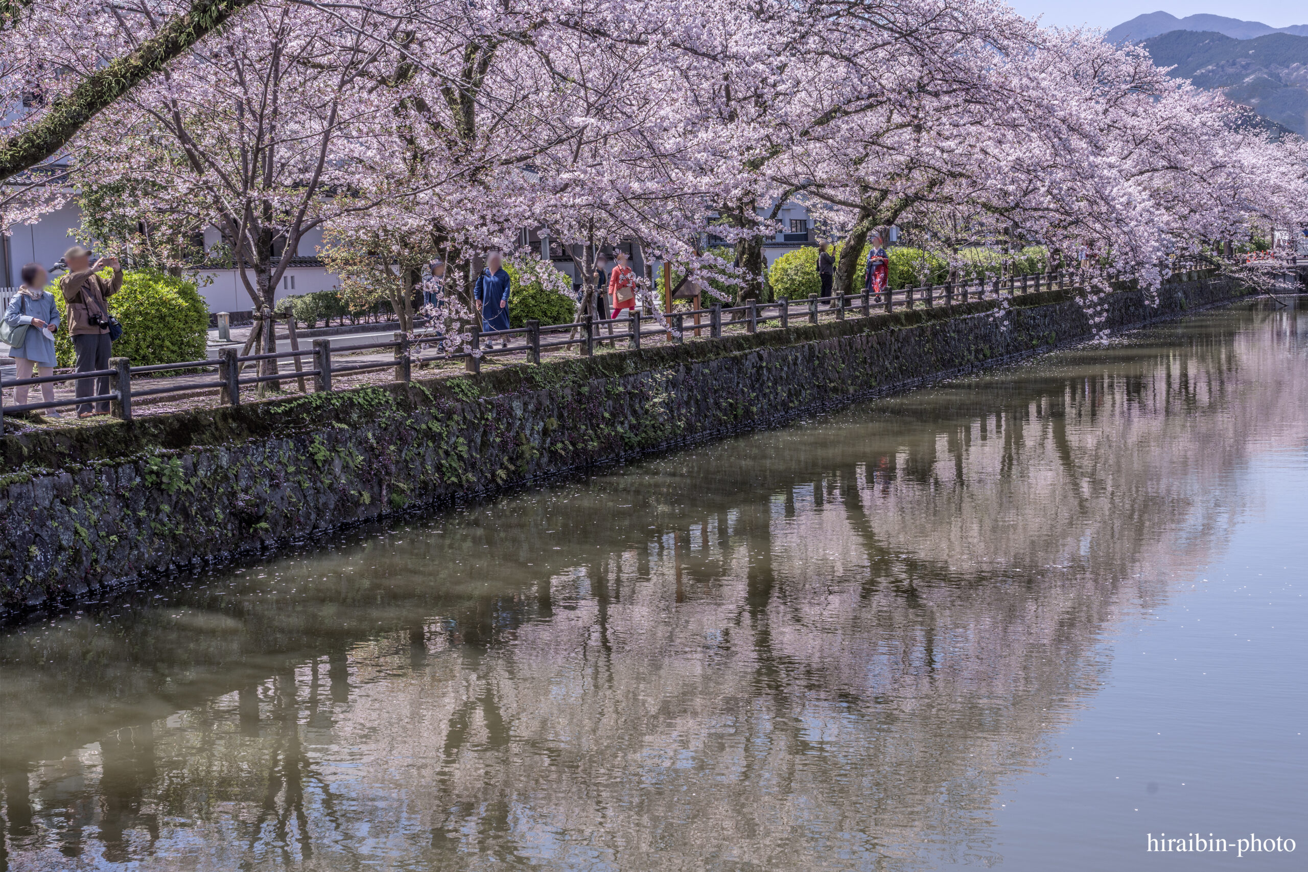 2024_小田原城の桜.17