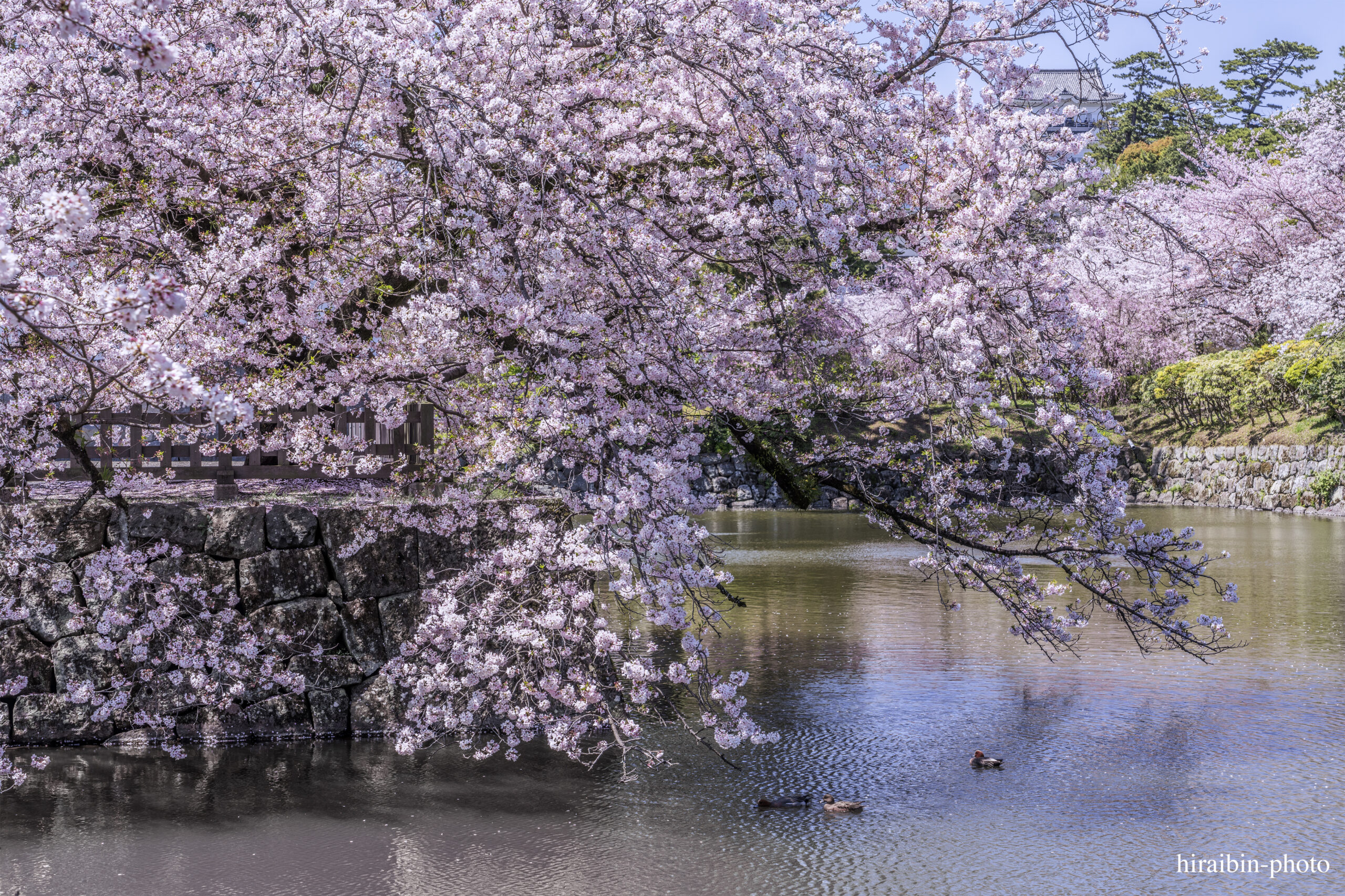 2024_小田原城の桜.18