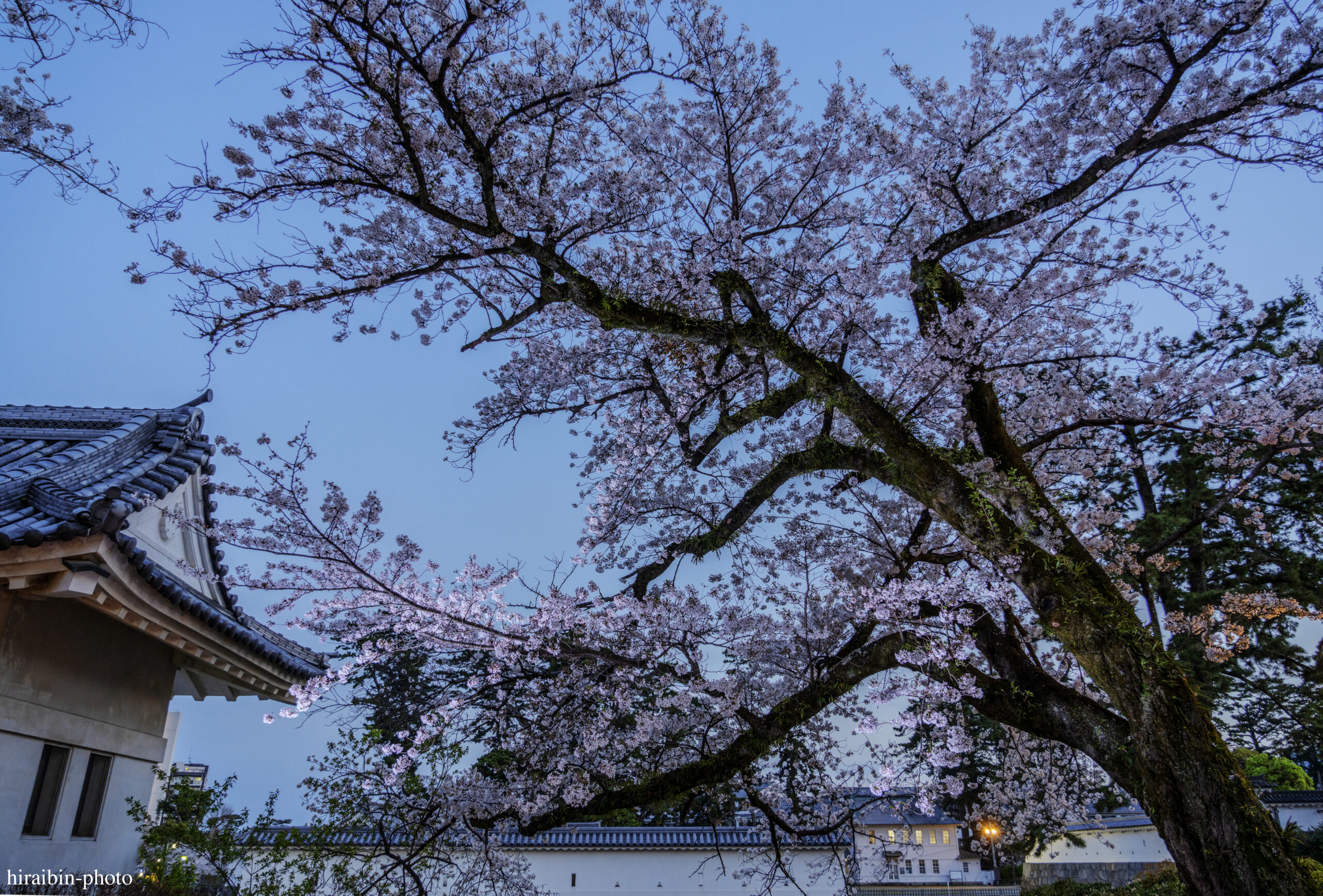 2024_小田原城の桜.19