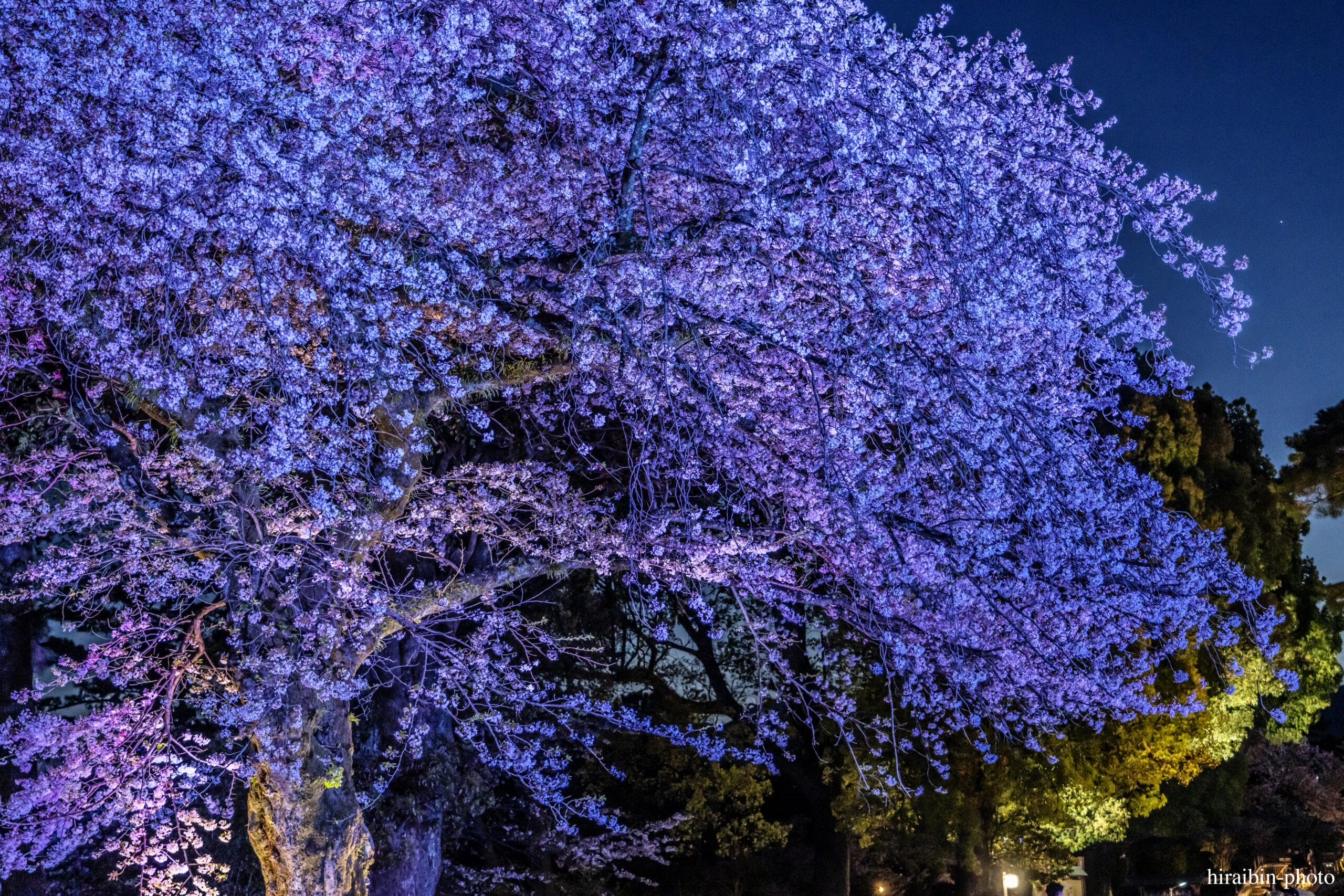 2024_小田原城の桜.21