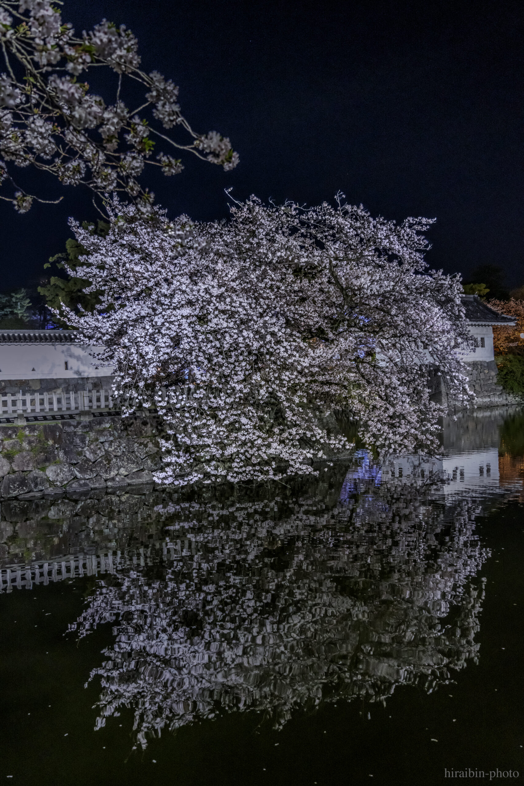 2024_小田原城の桜.24