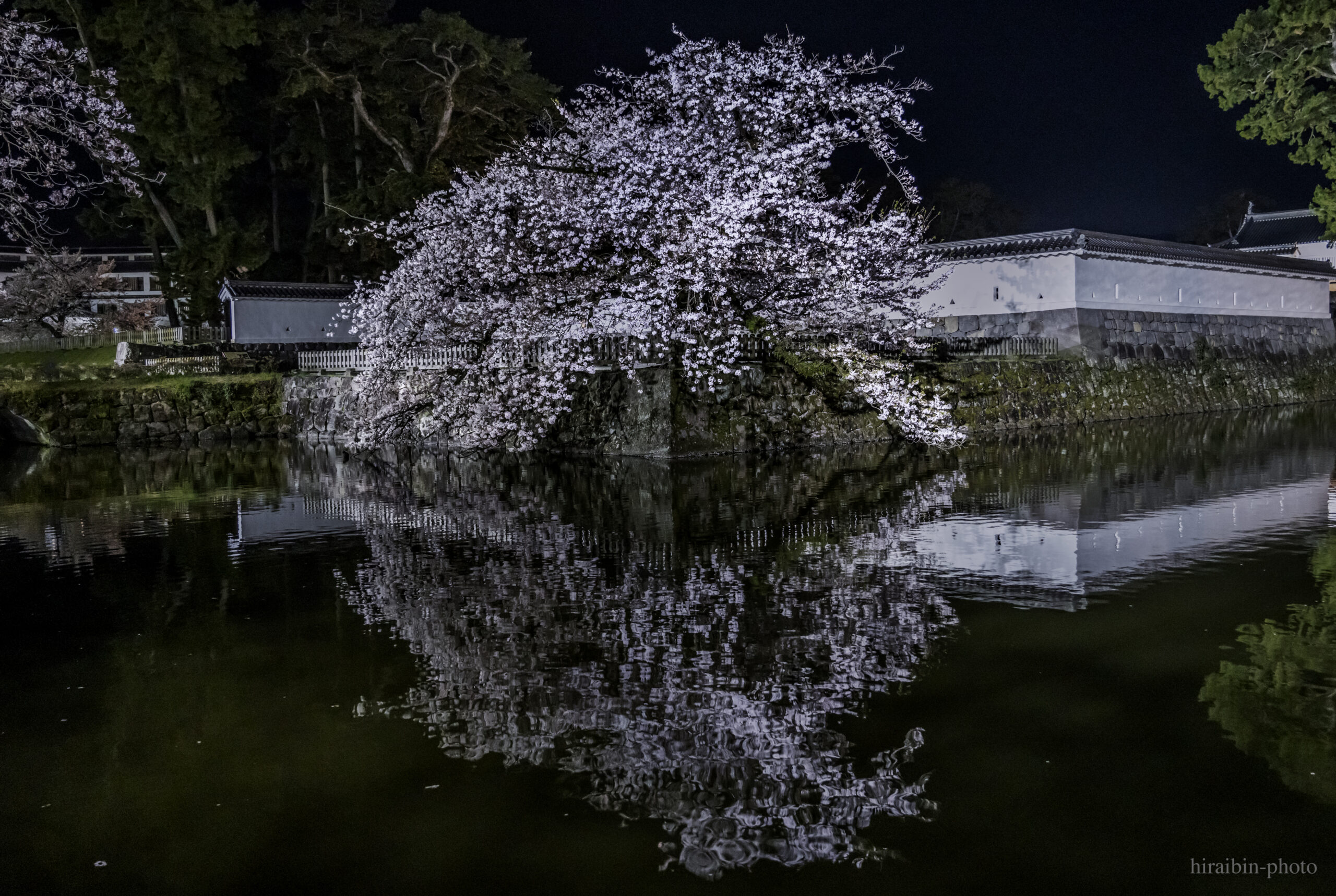 2024_小田原城の桜.26