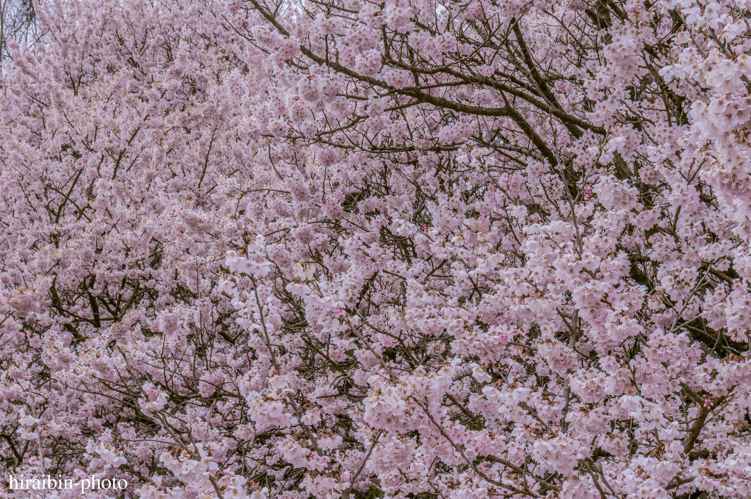 2024.03.24_南足柄怒田丘陵の桜_03