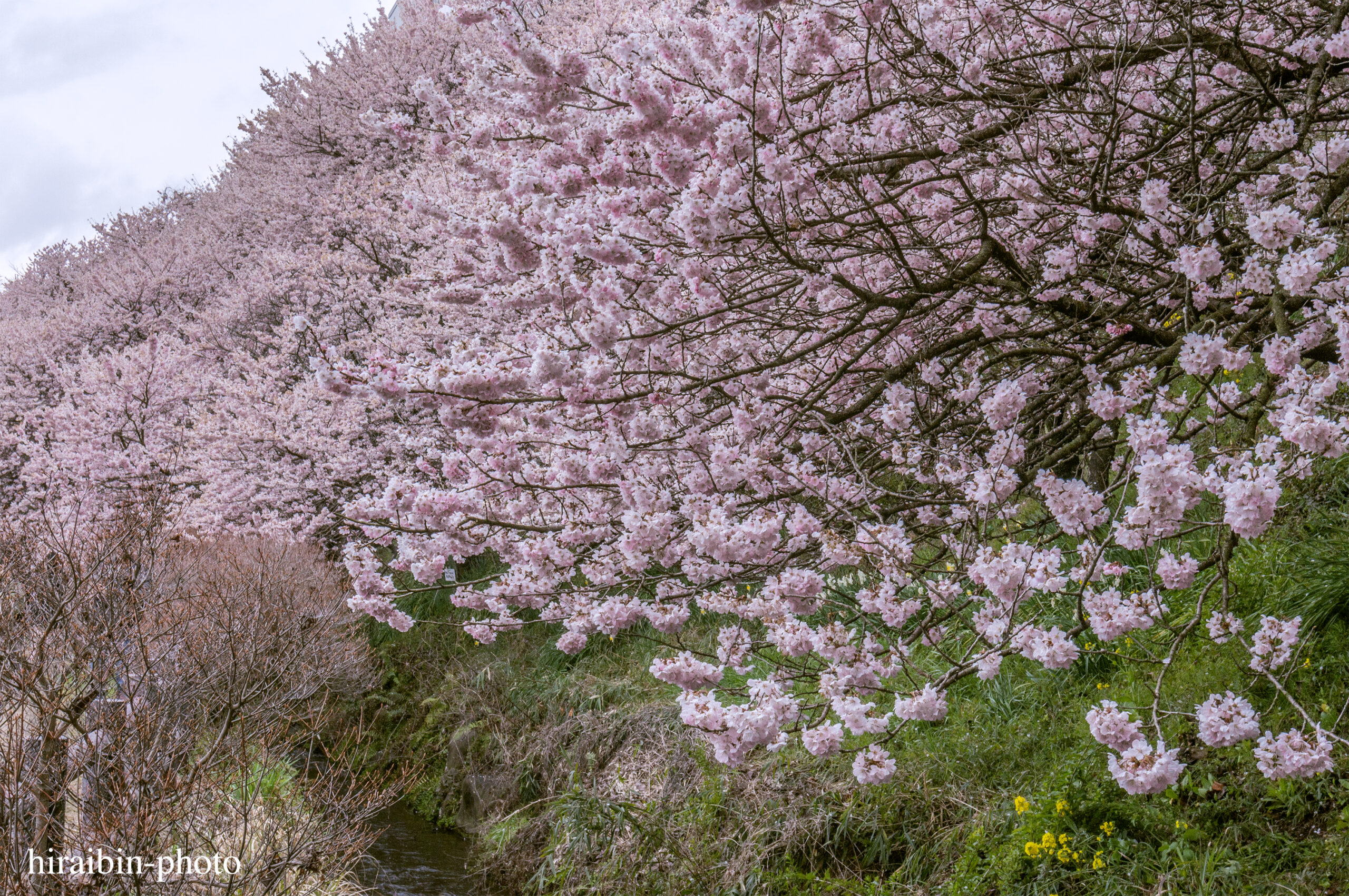 2024.03.24_南足柄怒田丘陵の桜_01