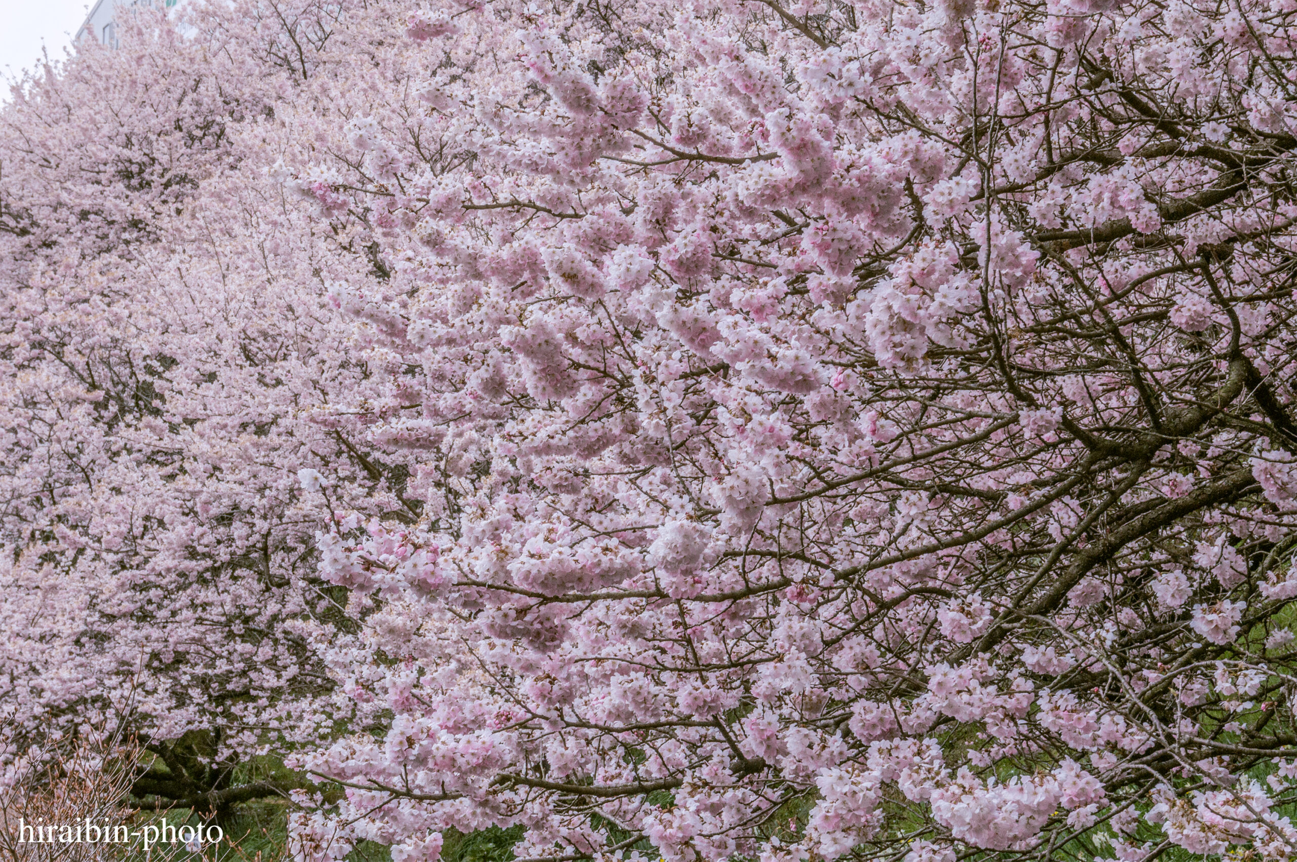 2024.03.24_南足柄怒田丘陵の桜_02