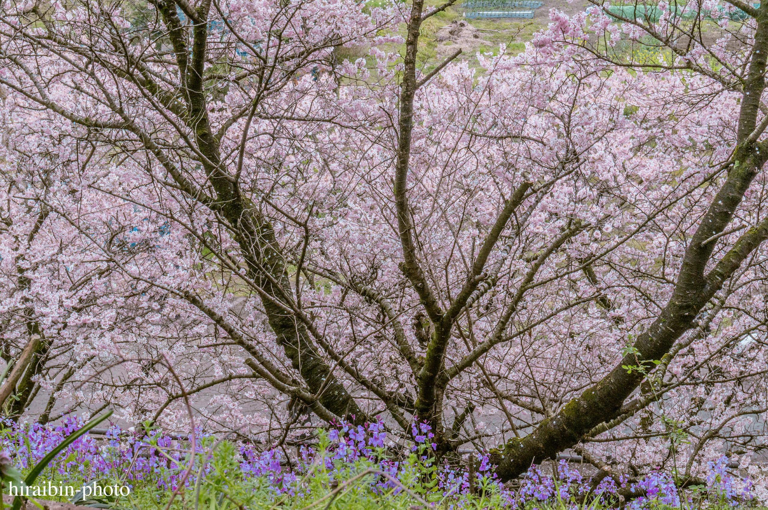 2024.03.24_南足柄怒田丘陵の桜_04