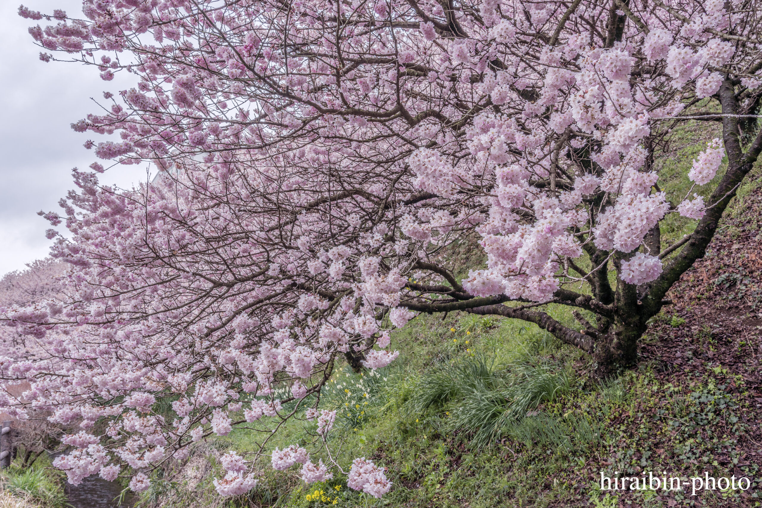 2024.03.24_南足柄怒田丘陵の桜_05