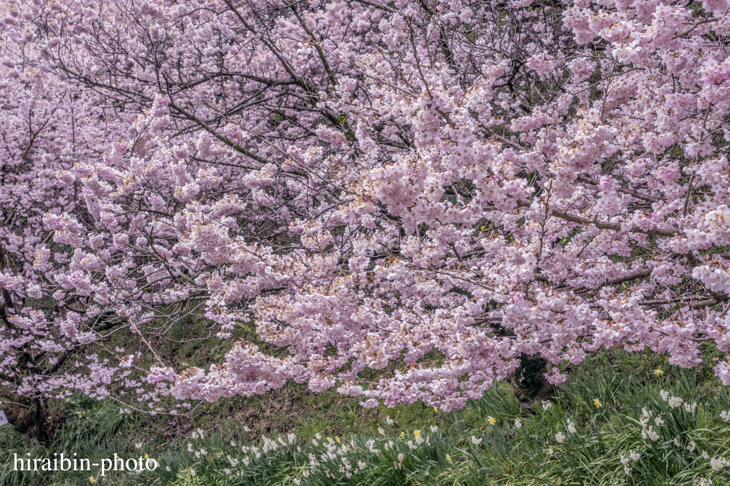 2024.03.24_南足柄怒田丘陵の桜_06