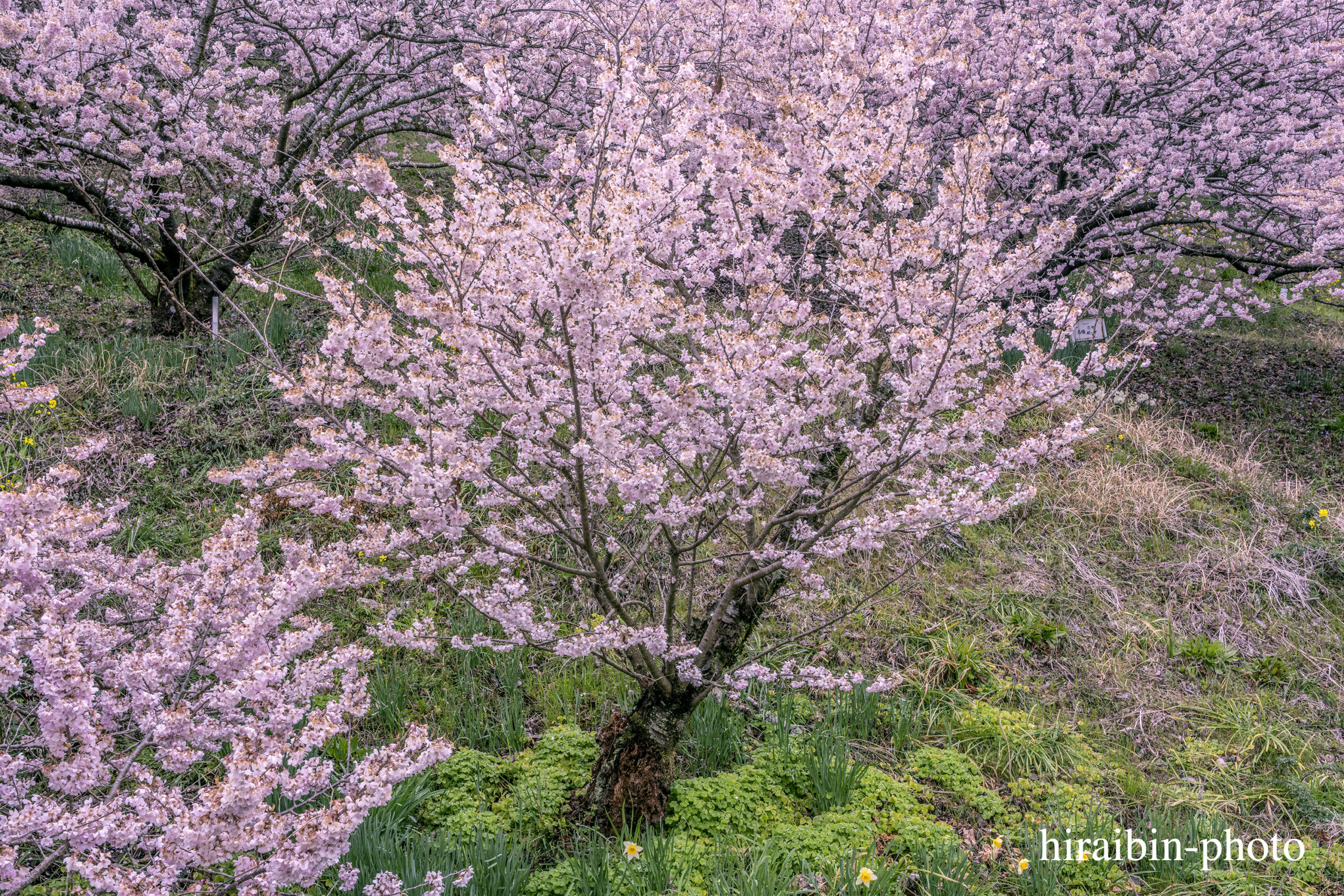 2024.03.24_南足柄怒田丘陵の桜_07