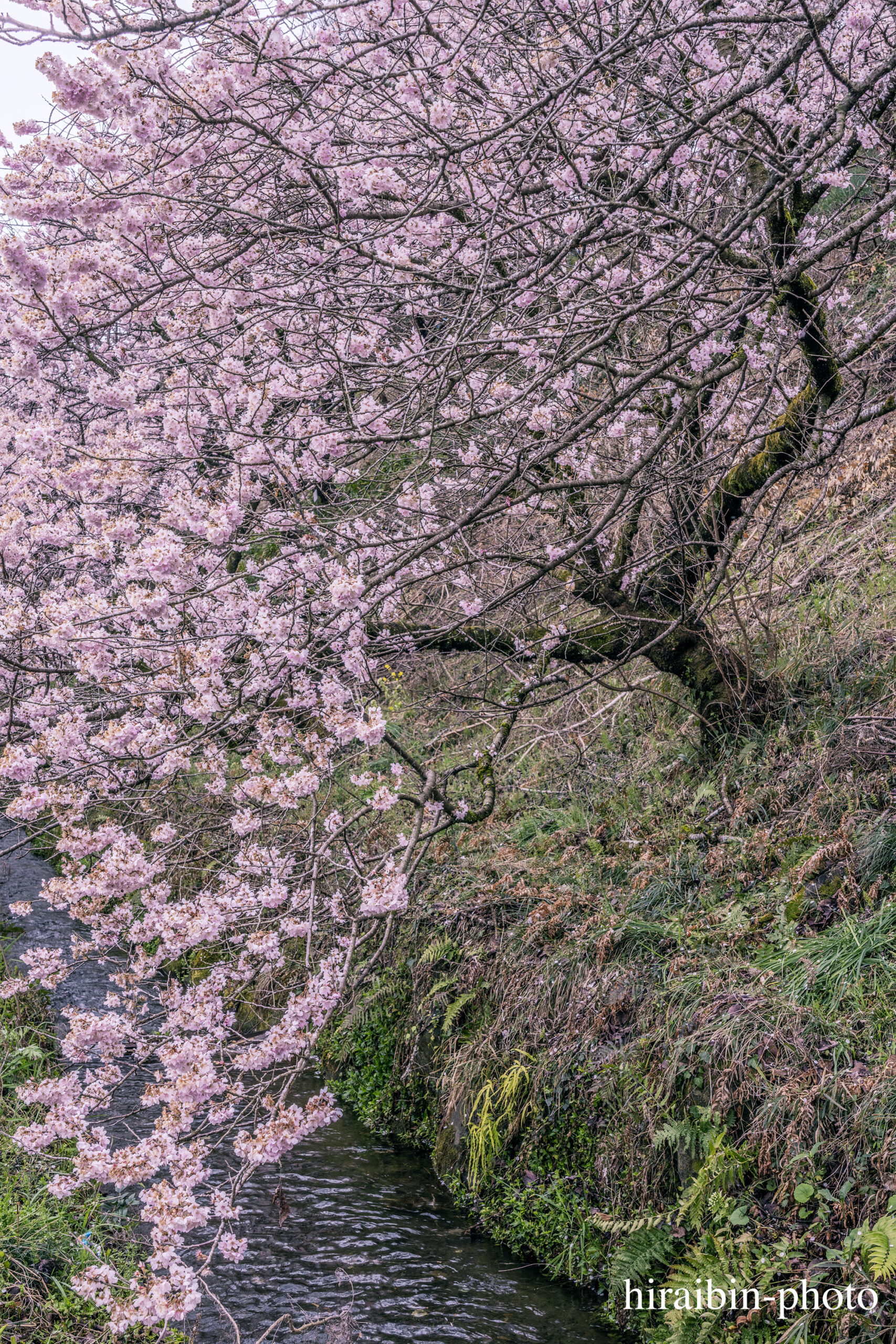 2024.03.24_南足柄怒田丘陵の桜_08